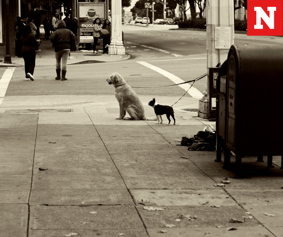 Tijuana y el problema del excremento de perro: una cuestión de convivencia urbana
