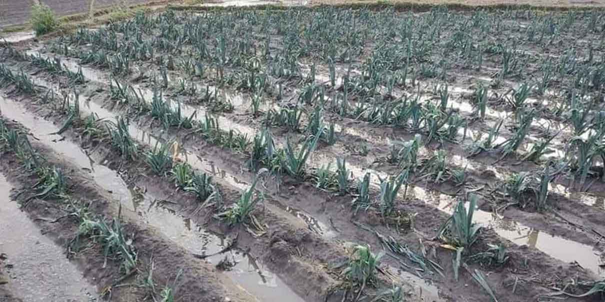Heladas afectaron 2 mil 228 hectáreas en 12 municipios de Puebla