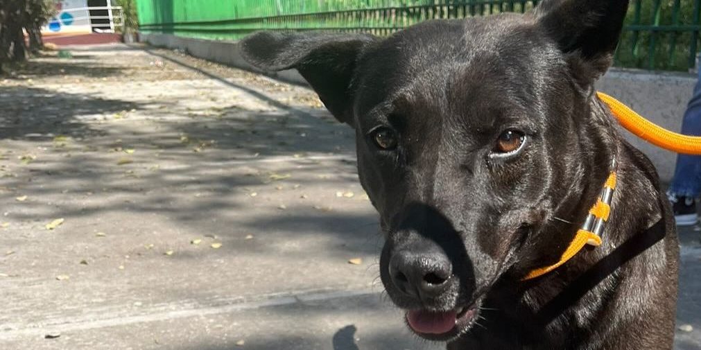 Perritos peregrinos abandonados en la Basílica de Guadalupe son puestos en adopción