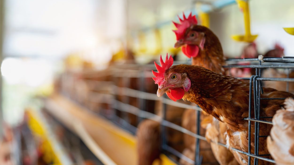 California Declara Estado de Emergencia por Propagación de Gripe Aviar H5N1