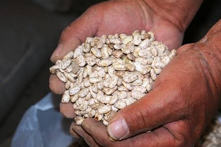 Piden a campesinos no vender a intermediarios mientras esperan pago de Segalmex