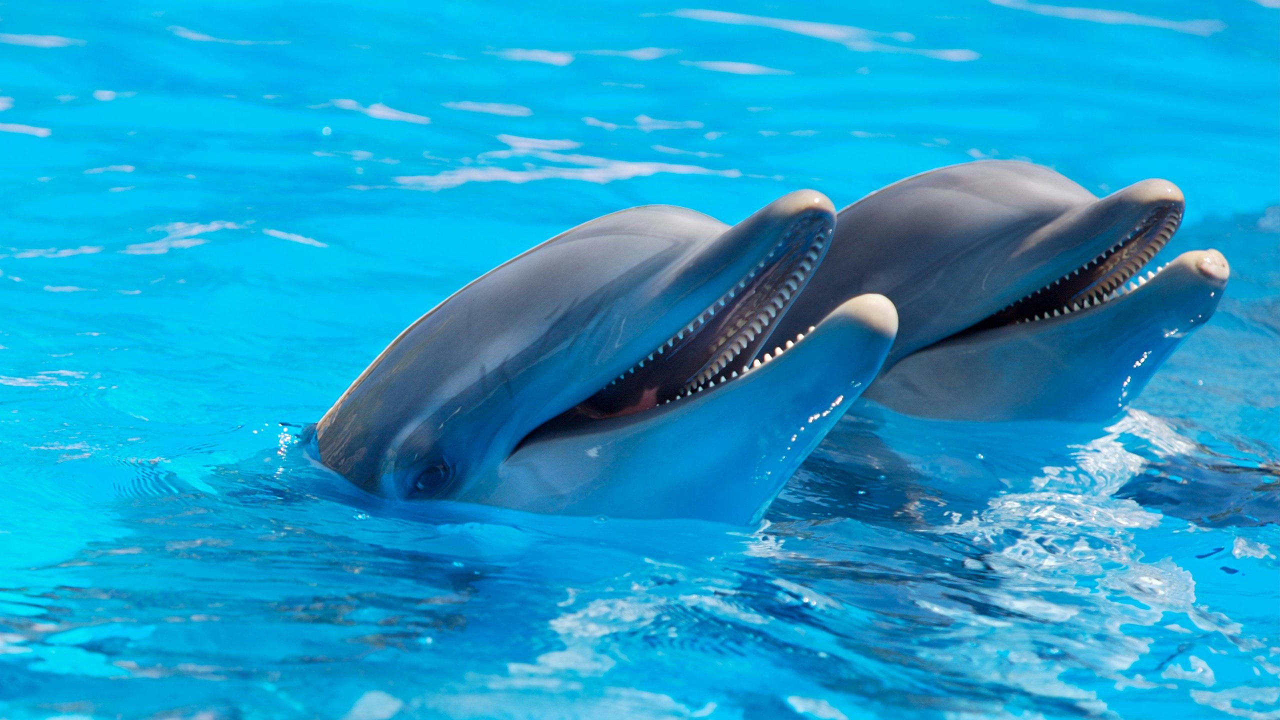 Delfines con fentanilo