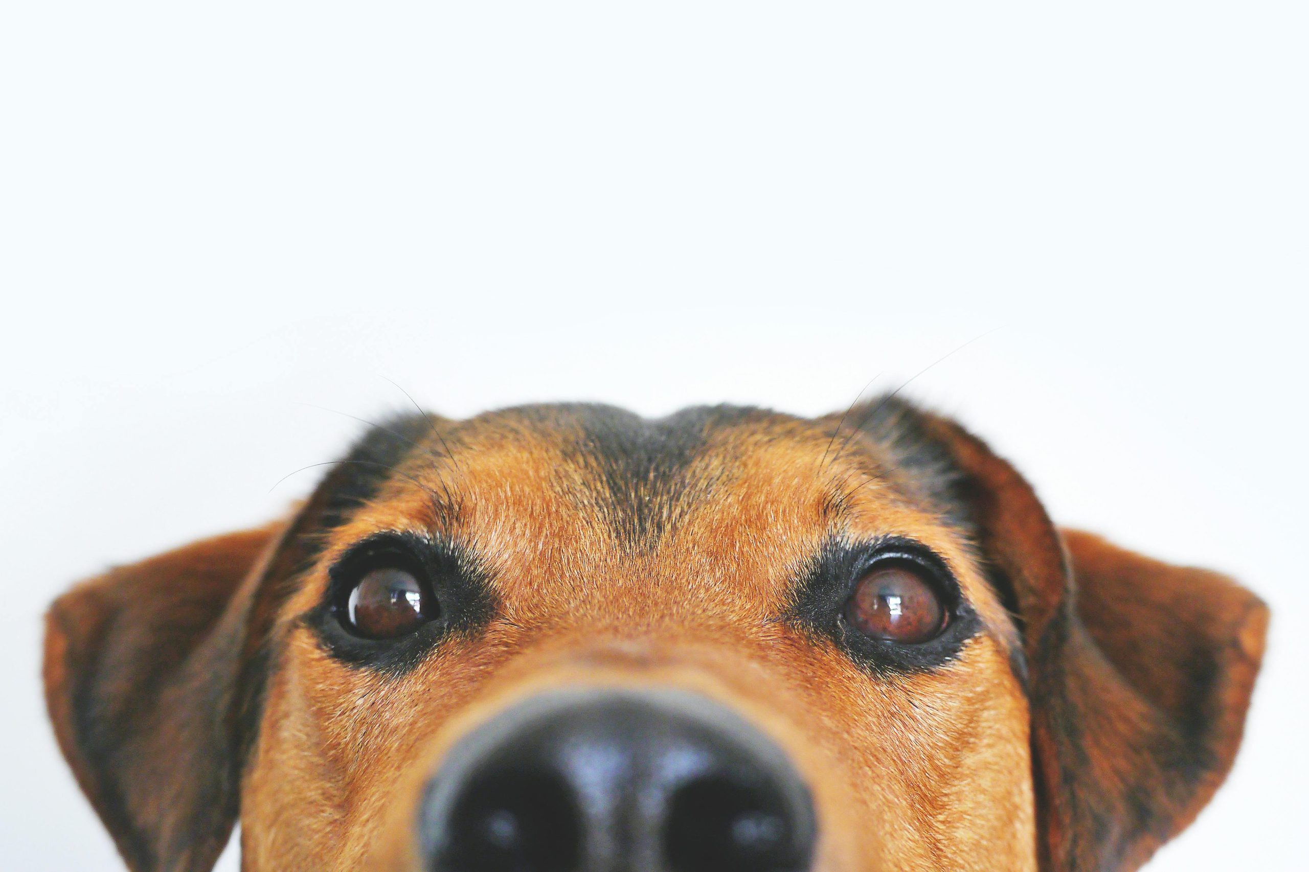Protege a tus mascotas en invierno