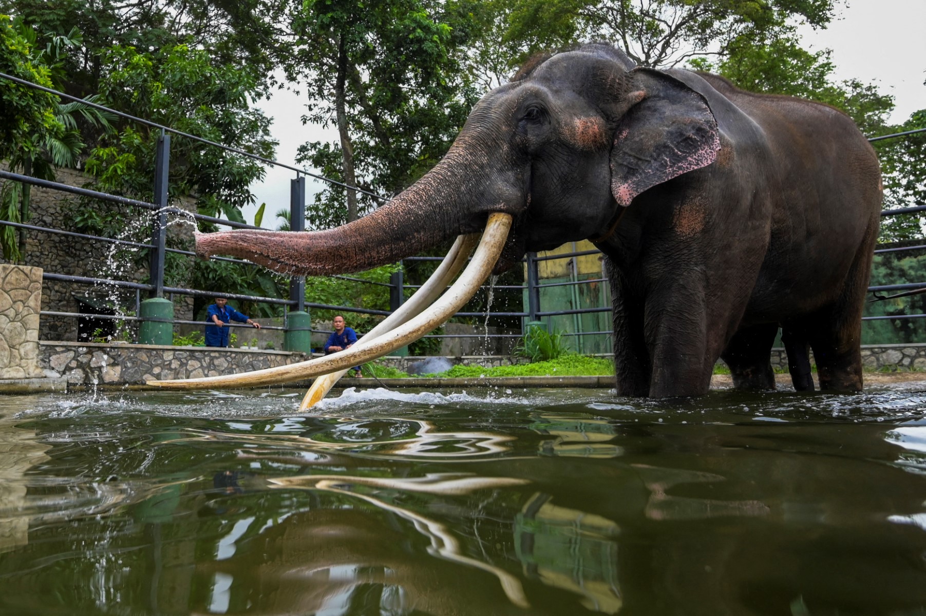 Turista fallece tras ser atacada por un elefante cuando intentaba bañarlo