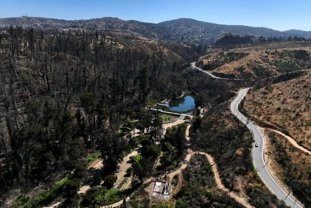 Una barrera natural: los árboles se adaptan al fuego