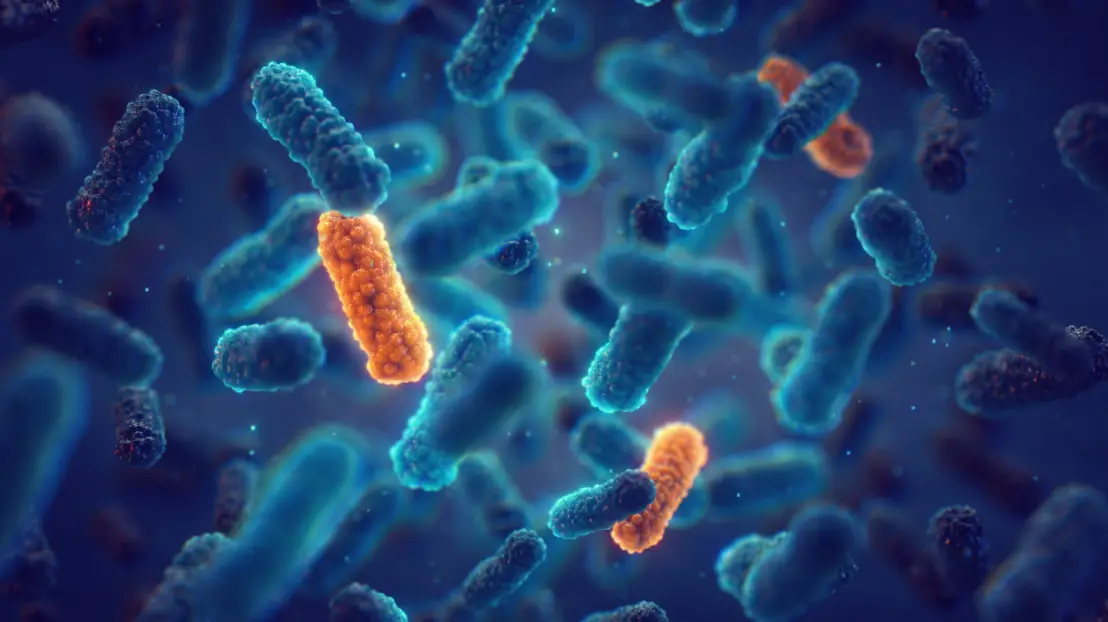 Bacterias estudio