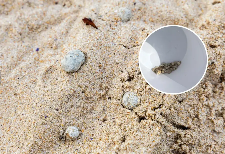 Extrañas y malolientes bolas encontradas en las playas contienen bacterias fecales