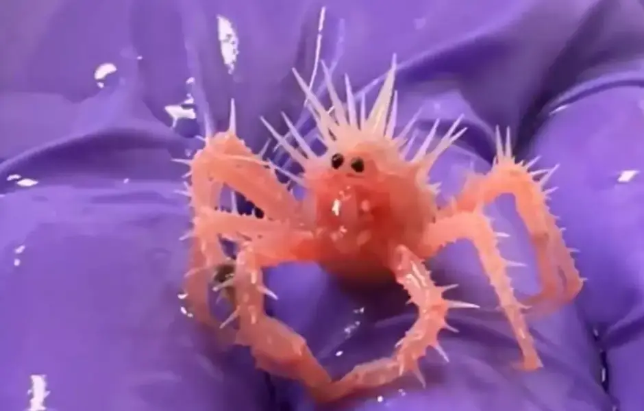 Conoce al cangrejo más tierno y pequeño del mundo: apareció en el Golfo de México