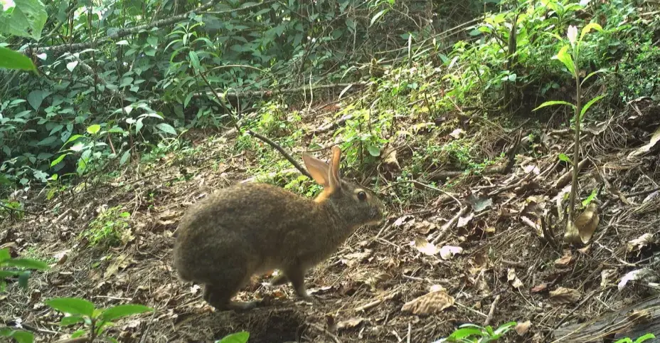 Un conejito es visto brincando en la montaña; su especie estuvo desaparecida por 120 años