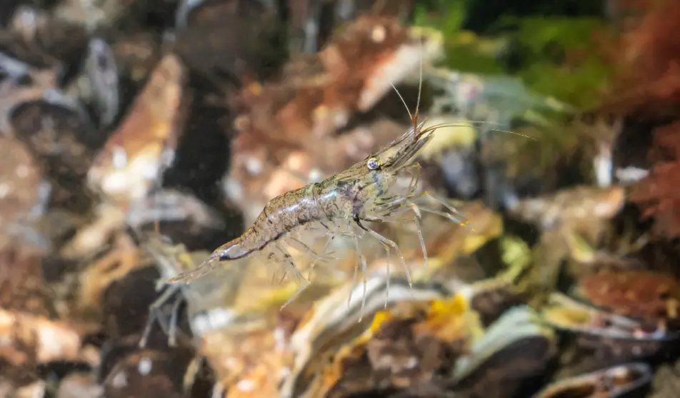 Camarones, cangrejos y más fauna de agua dulce están en peligro de desaparecer