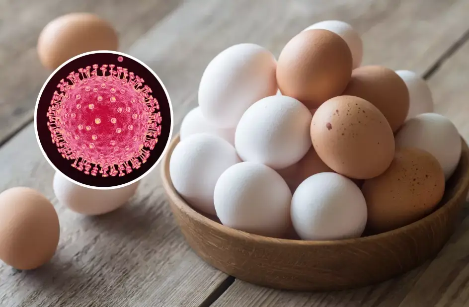 Brote de gripe aviar: ¿es todavía seguro comer huevos?