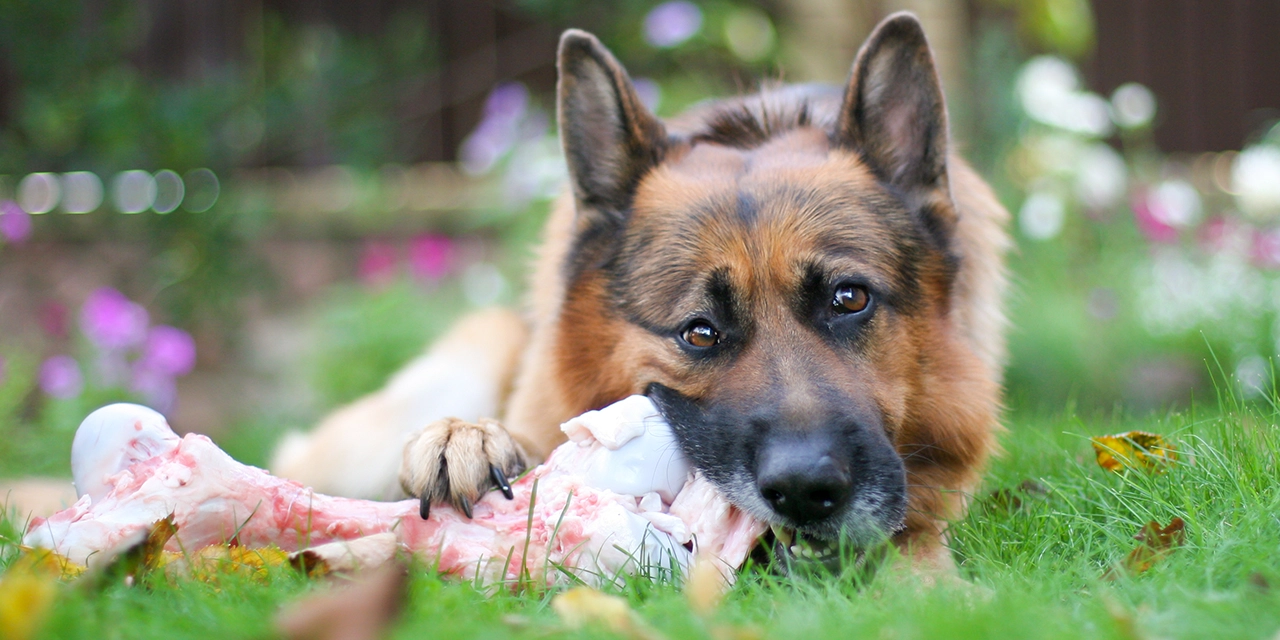 ¿Huesos cocidos o crudos para los perros? Esto sentencia una experta