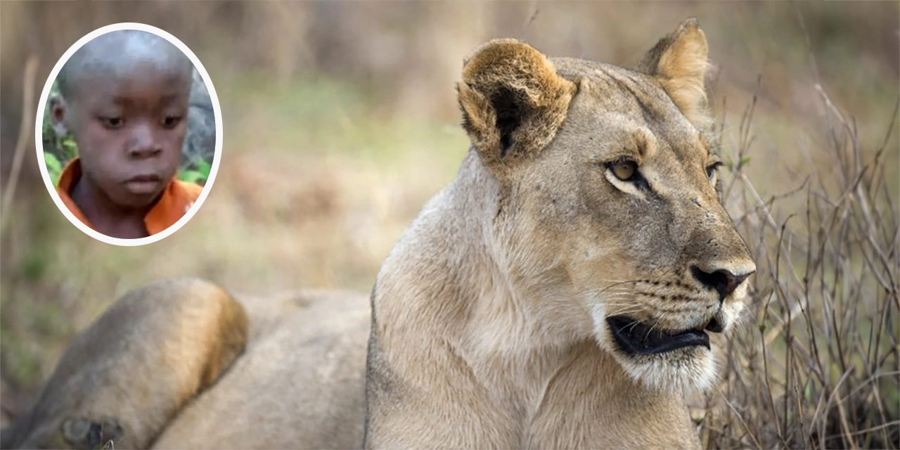 Niño sobrevive cinco días entre leones; había sido reportado como desaparecido