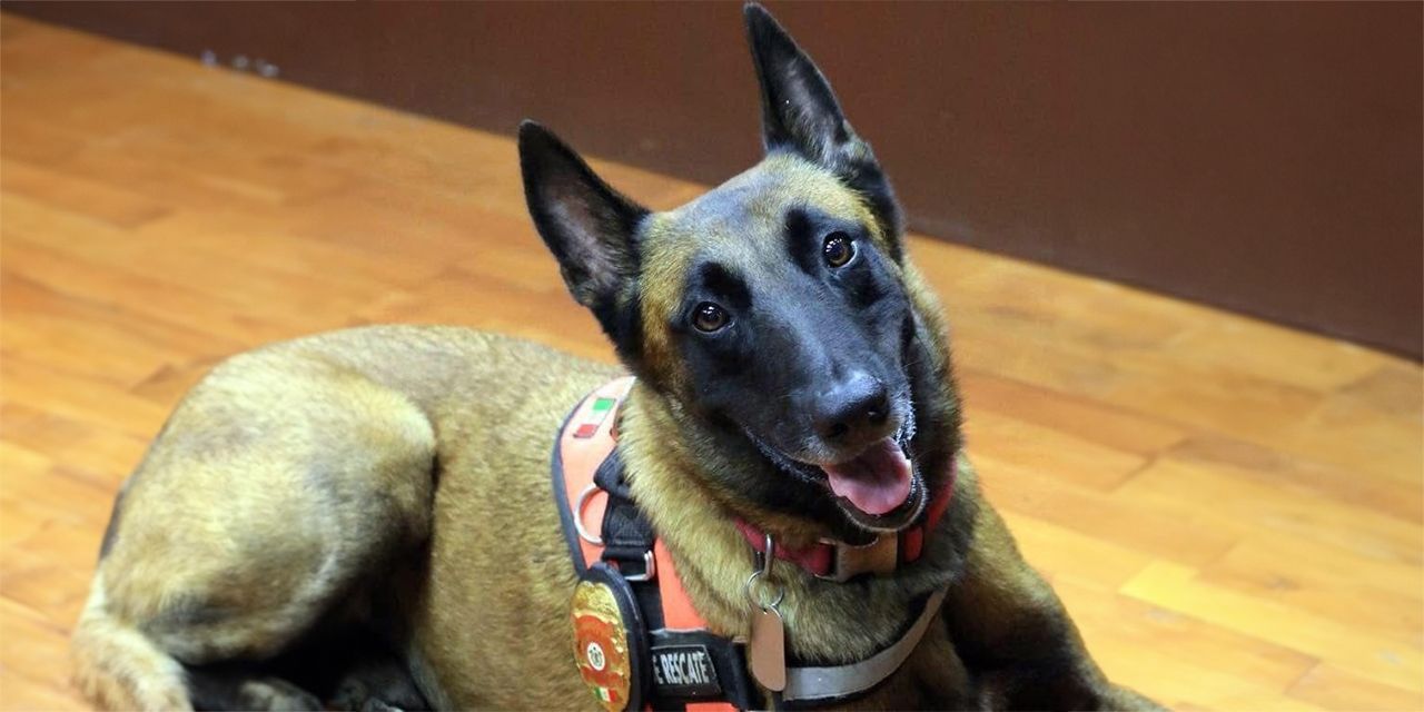 Rex, perrito rescatista del 19S, fallece por enfermedad degenerativa