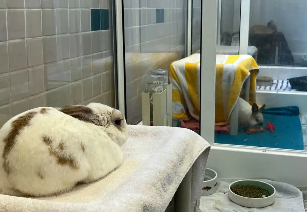 Animales atrapados por los incendios de California se reencuentran con sus dueños