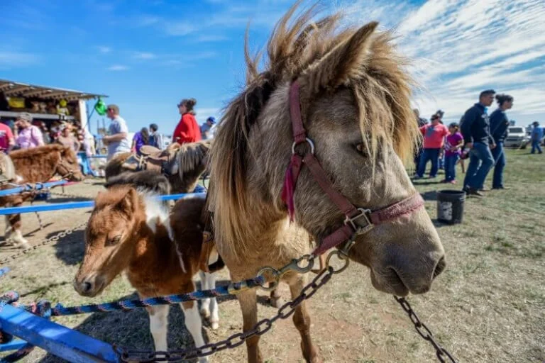 No son premios: van contra maltrato animal en la FNSM