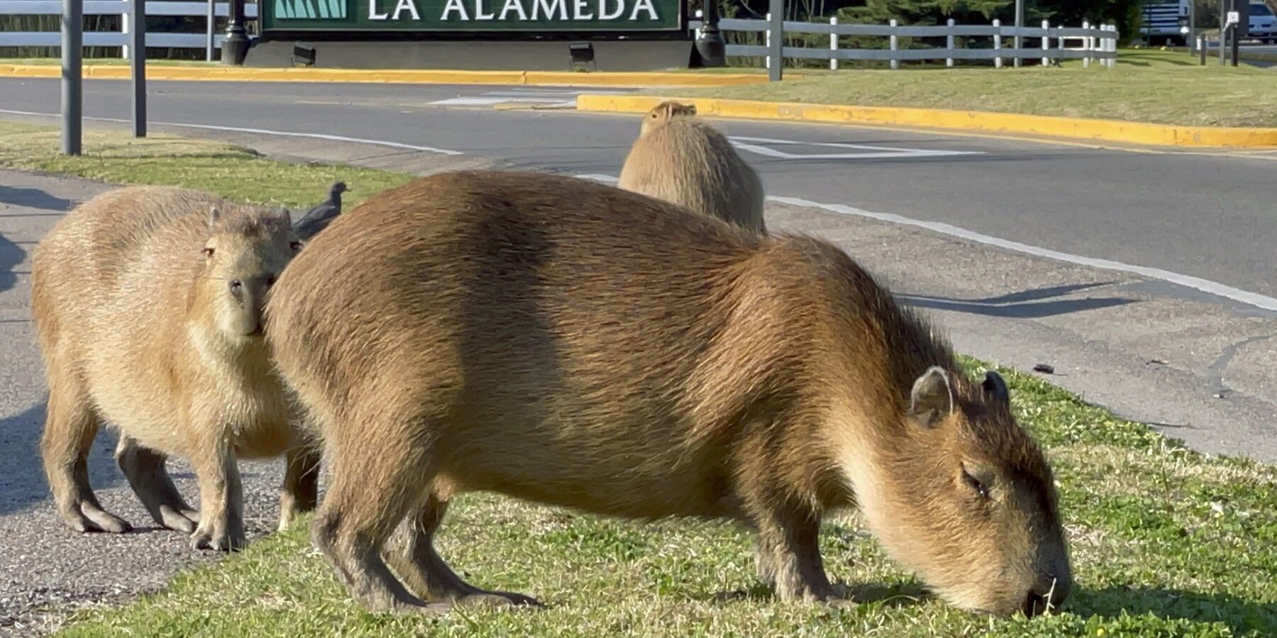Capibaras toman barrio residencial en Buenos Aires; proponen castración, reubicación y convivencia