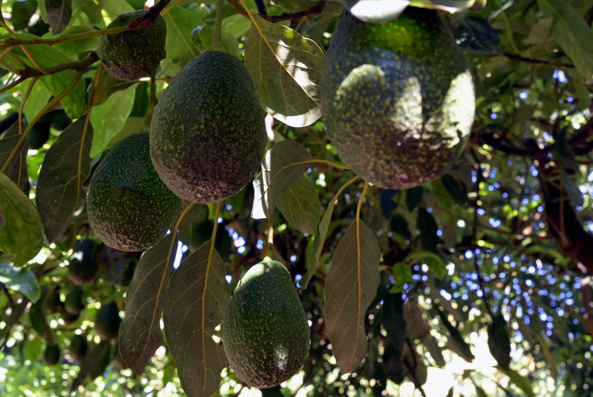 Aguacates mexicanos: protagonistas del Super Bowl