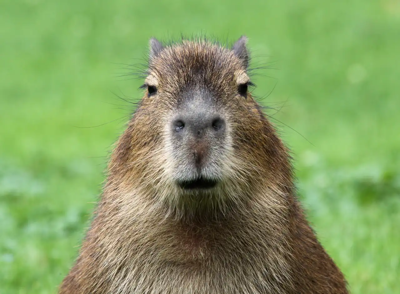 Los capibaras son el animal de moda en las redes sociales en todo el mundo.