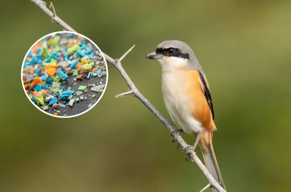 Los pulmones de las aves revelan la presencia de microplásticos en el aire