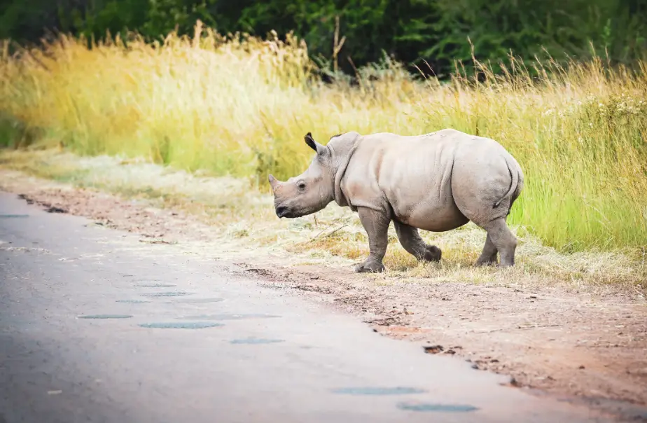¿Qué está haciendo la ciencia para salvar de la extinción al rinoceronte blanco?
