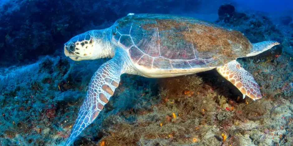 tortuga caguama