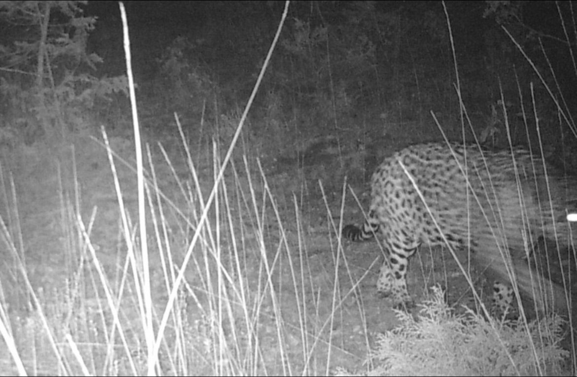 ¿Cómo llegó un jaguar a Aguascalientes? UAA confirma avistamiento