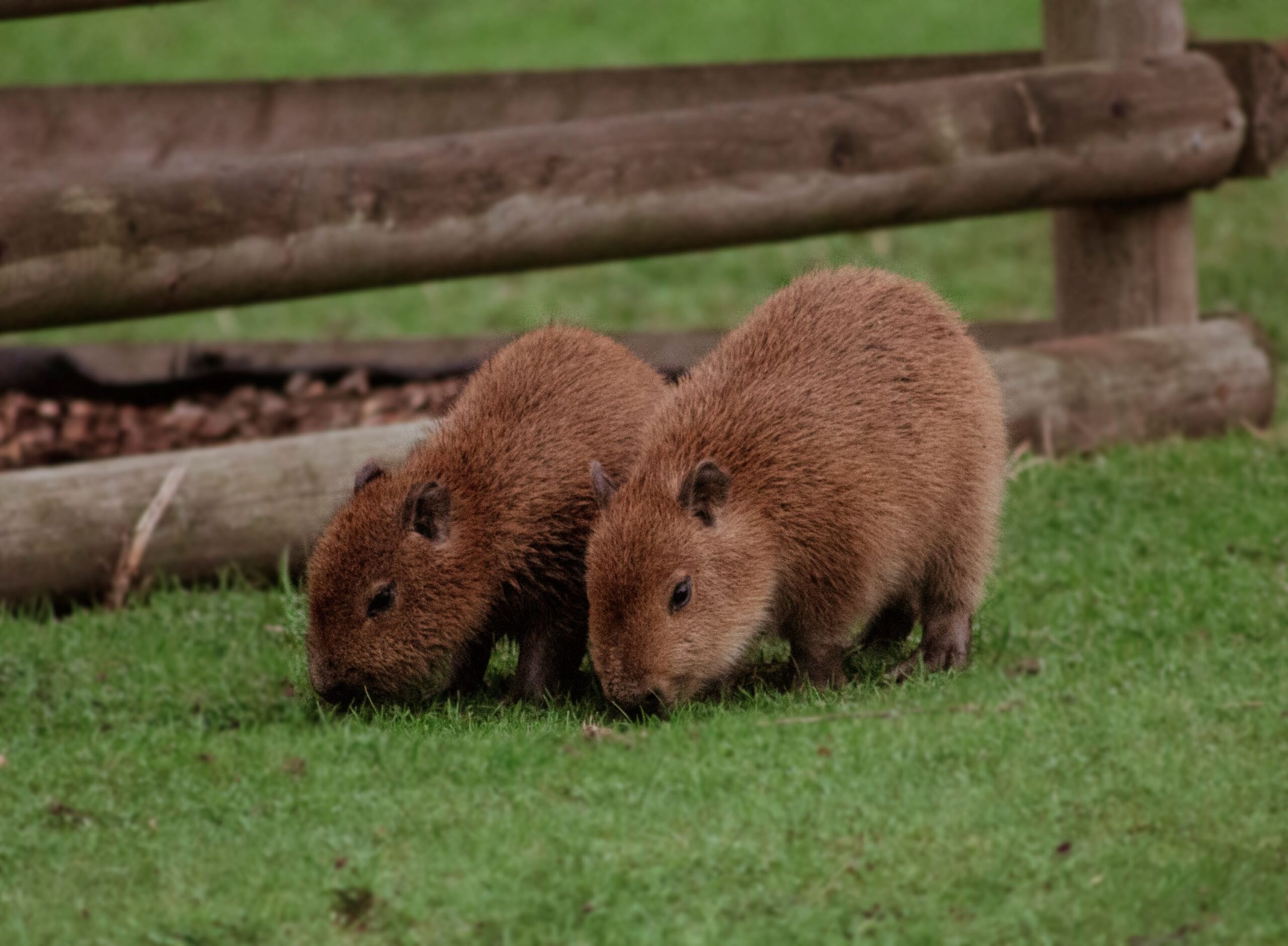 El zoológico de Edimburgo da la bienvenida a dos adorables capibaras bebés