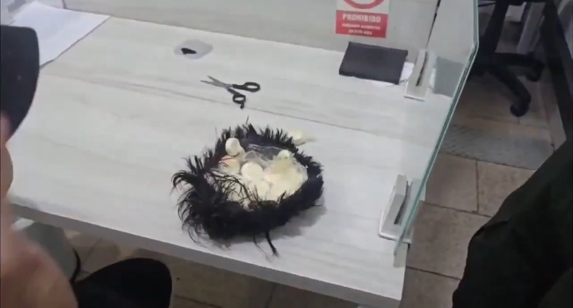 VIDEO: Capturan a hombre en Colombia con &#8216;narcopeluca&#8217; cargada de cocaína