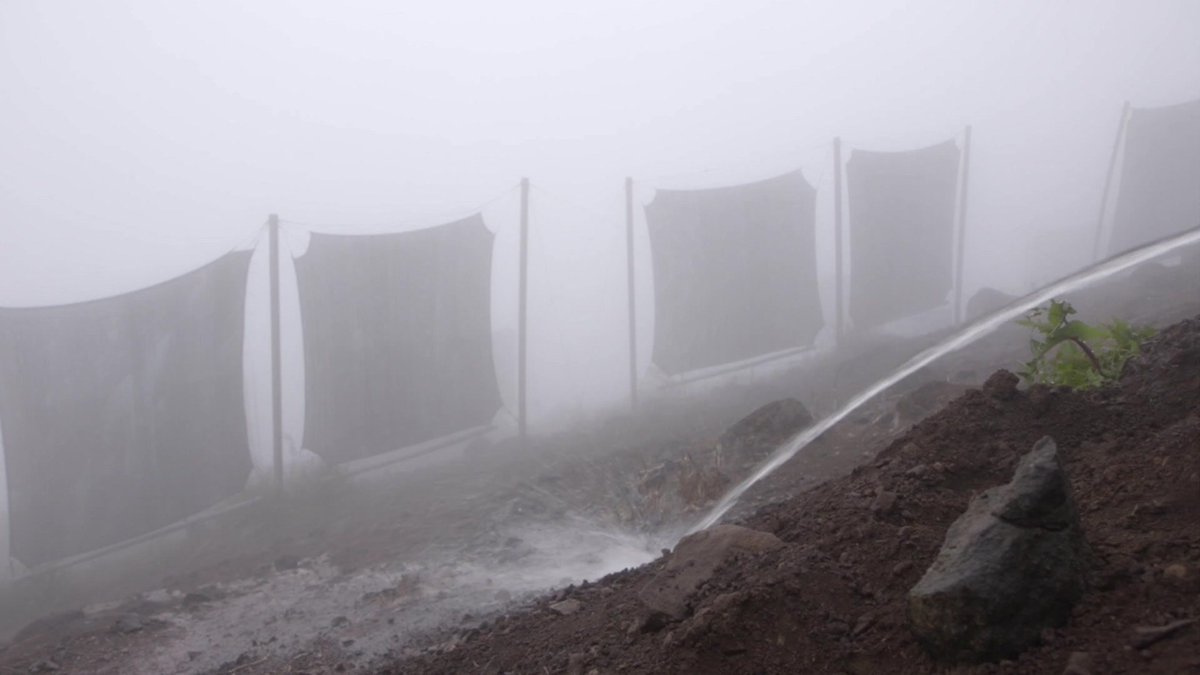 Atrapanieblas: la neblina como solución al desafío hídrico en Baja California