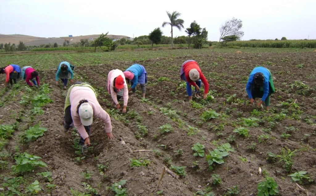 Reconocen déficit de personal en el campo, productores recurren a automatización