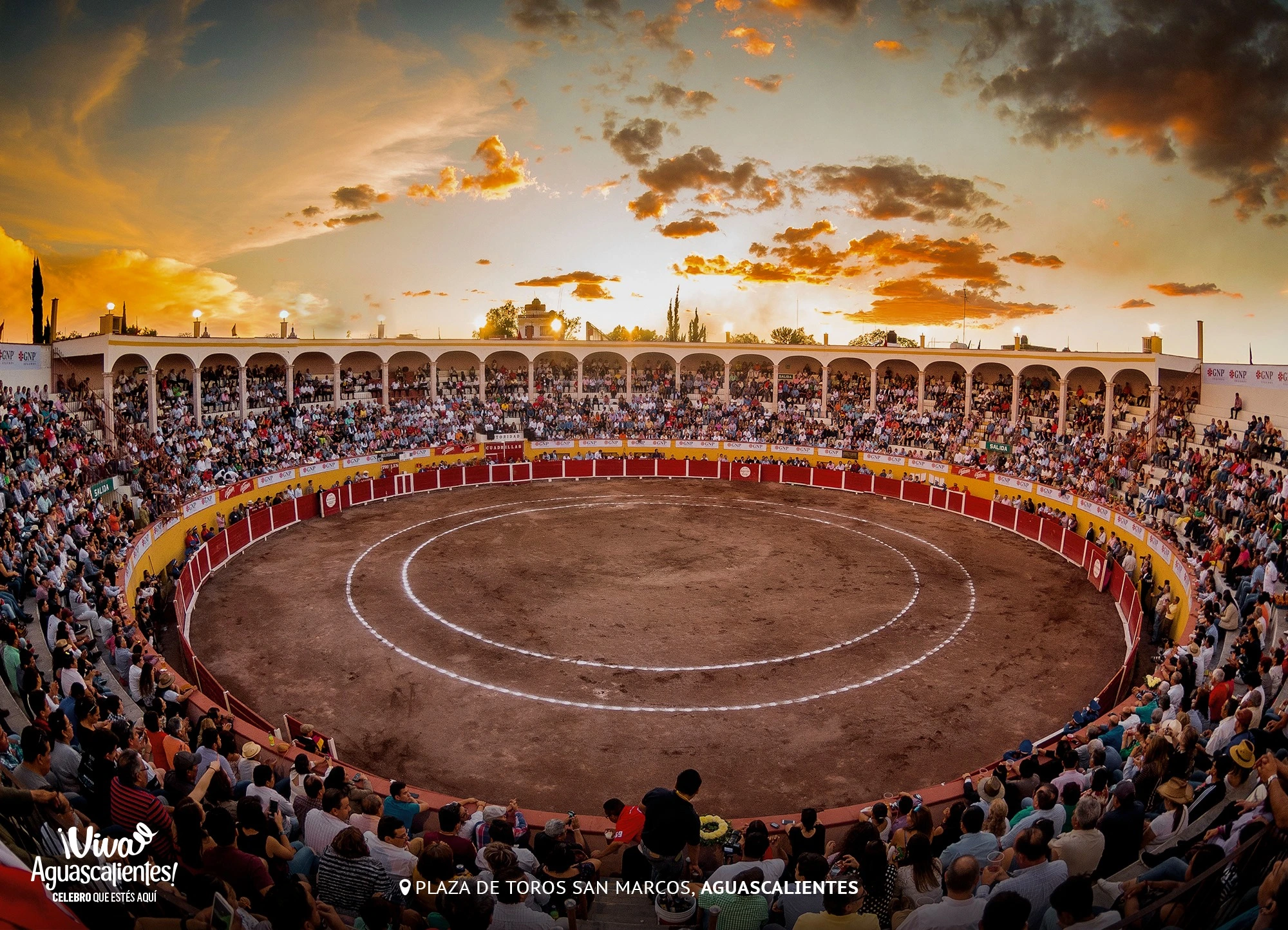En riesgo, ganaderías y empleos por corridas de toros sin violencia: SEDRAE