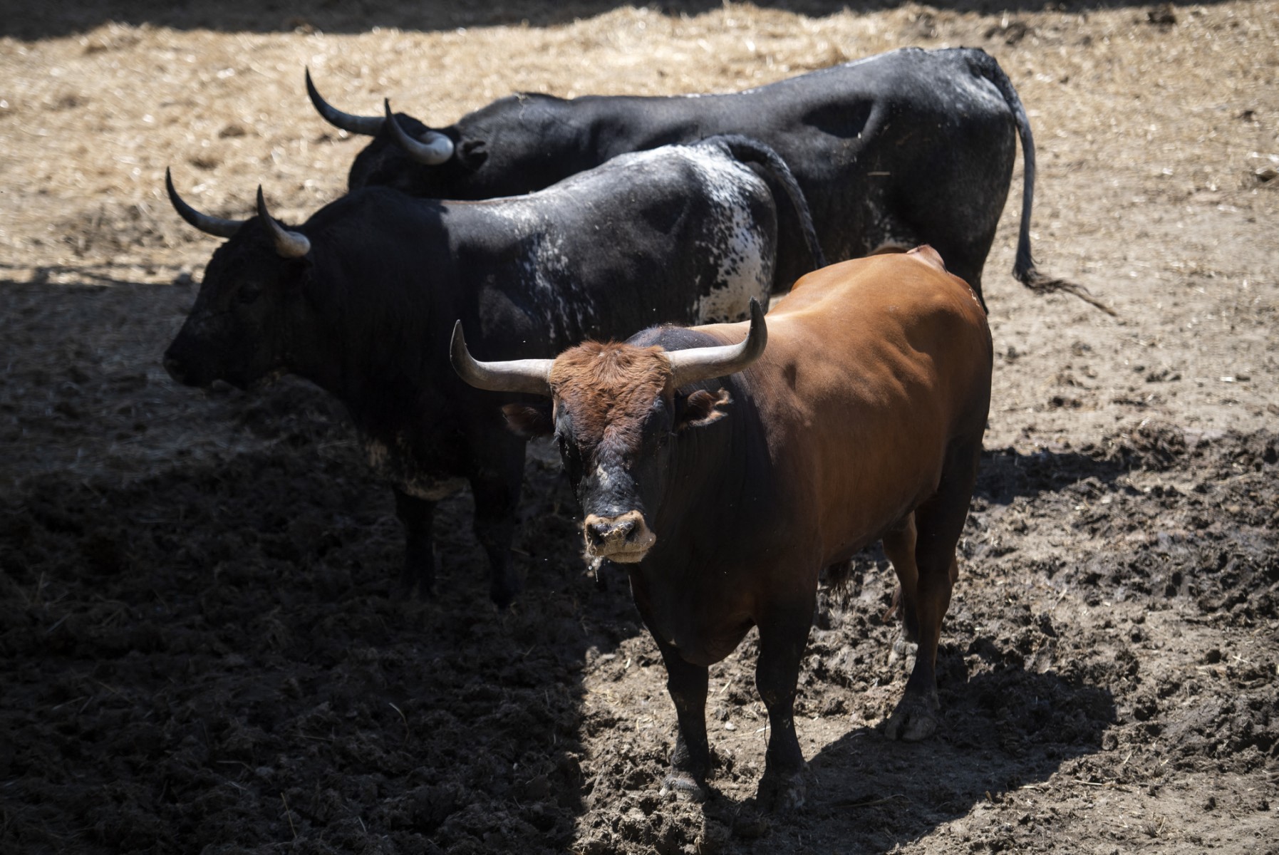 ¿Cómo sería una corrida de toros sin violencia?
