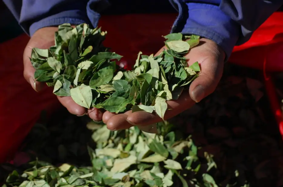 &#8216;No es perjudicial para la salud&#8217;: Colombia pide a la ONU retirar la coca del listado de sustancias prohibidas