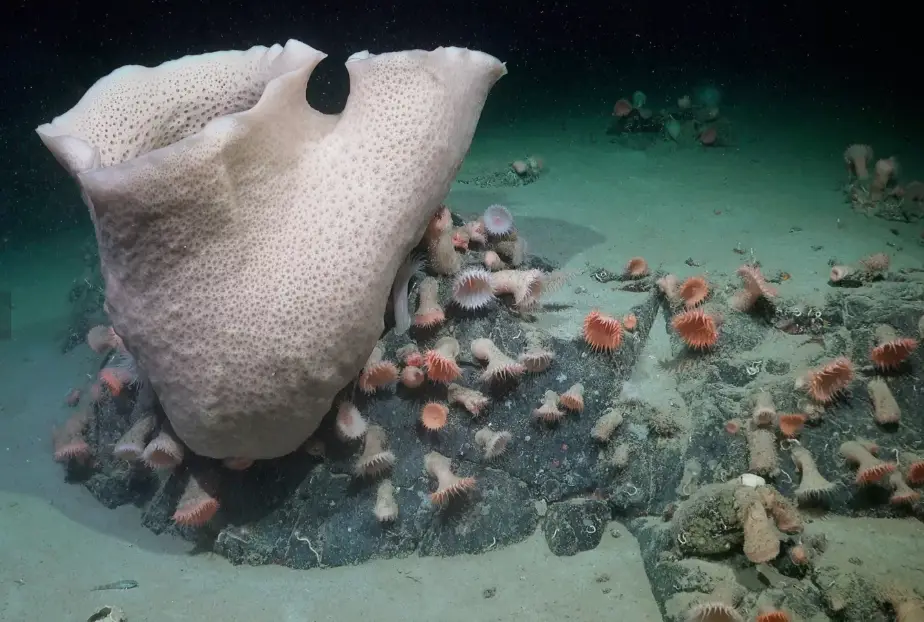Ecosistema marino iceberg