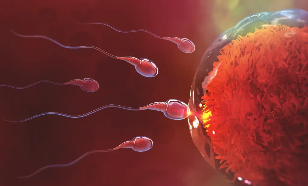 Fertilidad masculina bajo la lupa: embrióloga revela diferencias entre &#8216;buenos&#8217; y &#8216;malos&#8217; espermas