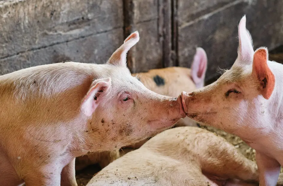 Hito en la medicina: a un humano le trasplantan por primera vez un hígado de cerdo