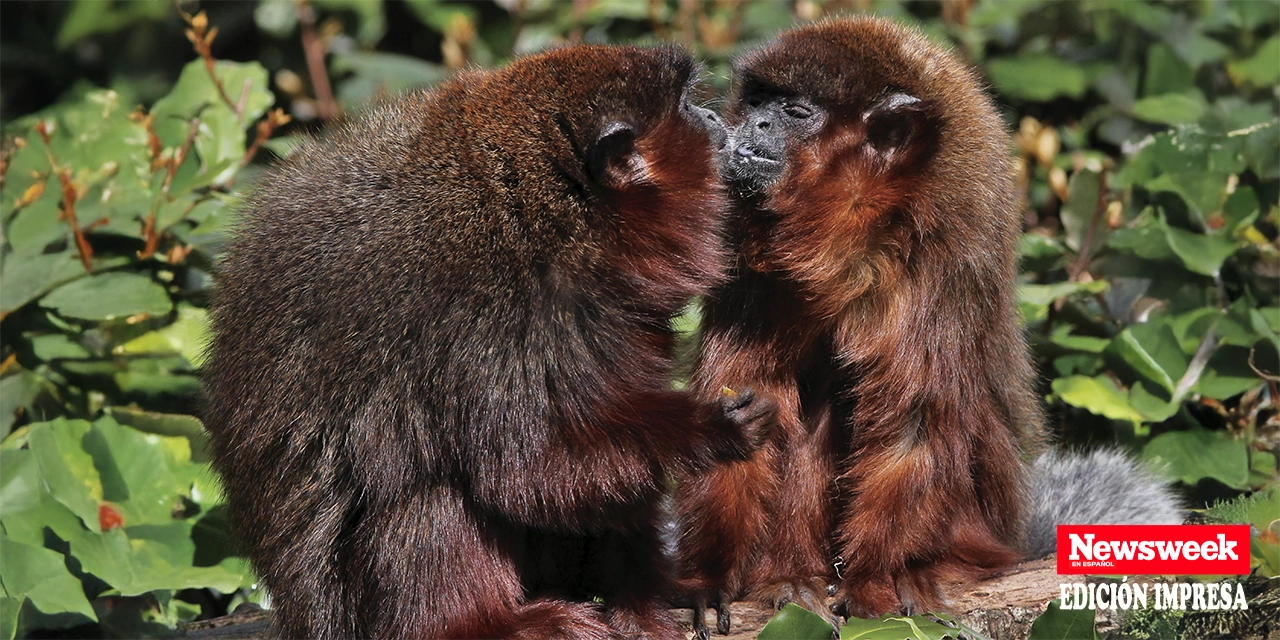 Aprender de los instintos y de cómo los animales ven el sexo