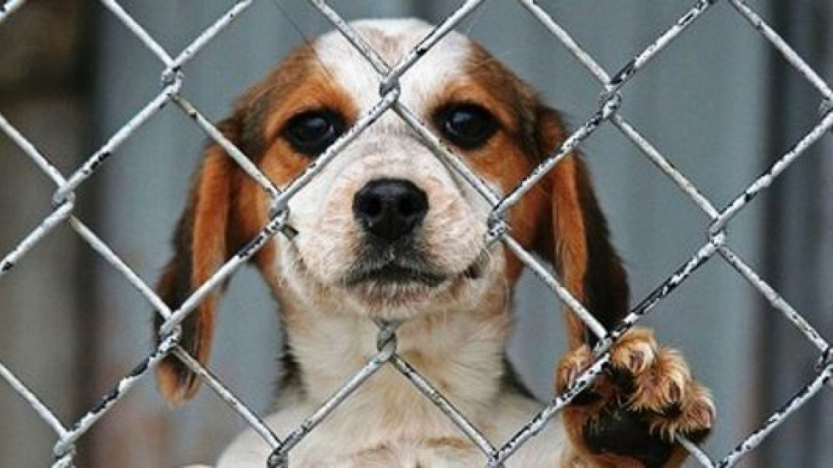 Maltrato animal en León: solo el 1 de cada 10 reportes terminan en sanción
