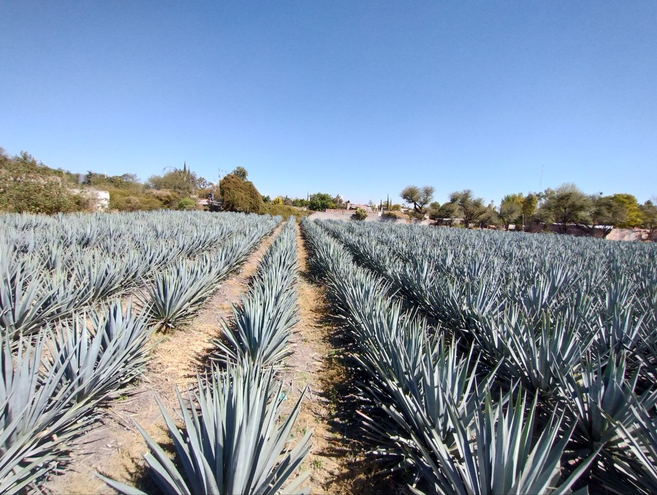 Promoverán actividad de agave tequilero de Guanajuato