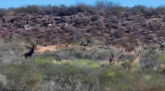Jirafas en Coahuila: la razón de estos especímenes en libertad