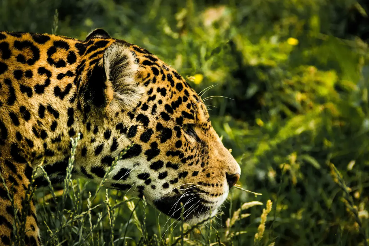Reportan a jaguar atropellado en la Huasteca potosina