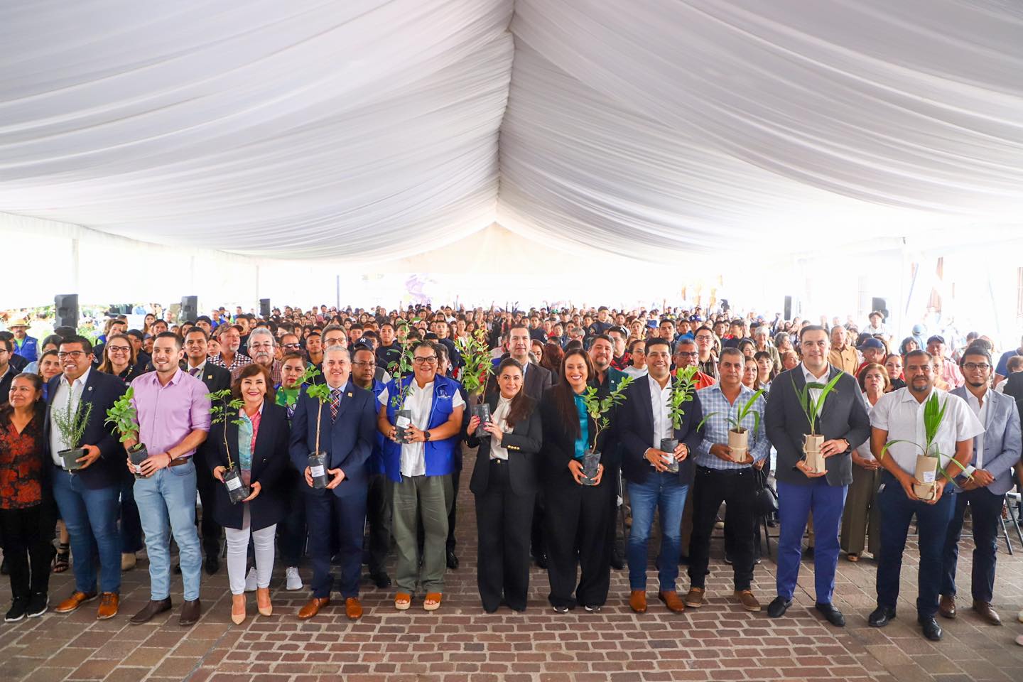 Busca gobierno reforestar 240 hectáreas este año