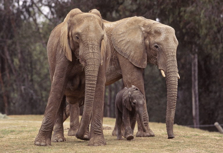 Elefantes del Zoológico San Diego tienen su propio &#8216;no corro, no grito, no empujo&#8217;