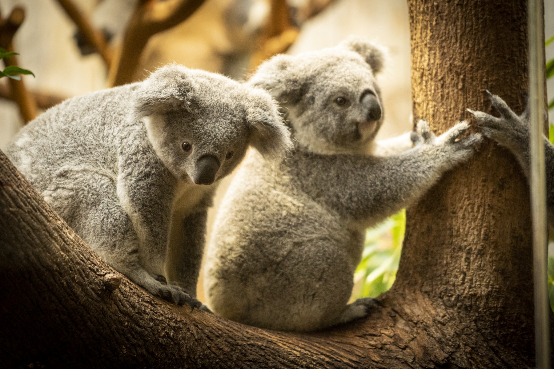 Australia sacrifica a 700 koalas: grupos exigen revisar el manejo del operativo