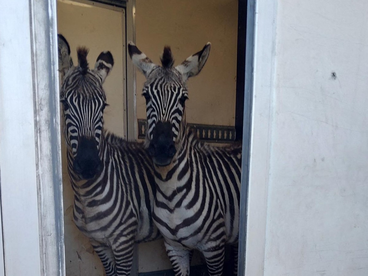 Rescatan animales exóticos: cebras, monos y un antílope estaban en un camión en la frontera de Alemania