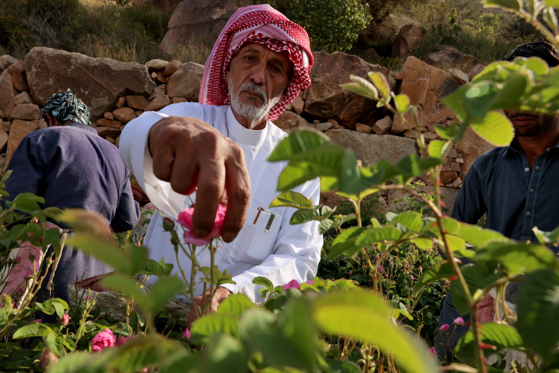La ciudad de las rosas en Arabia Saudita lucha contra el cambio climático
