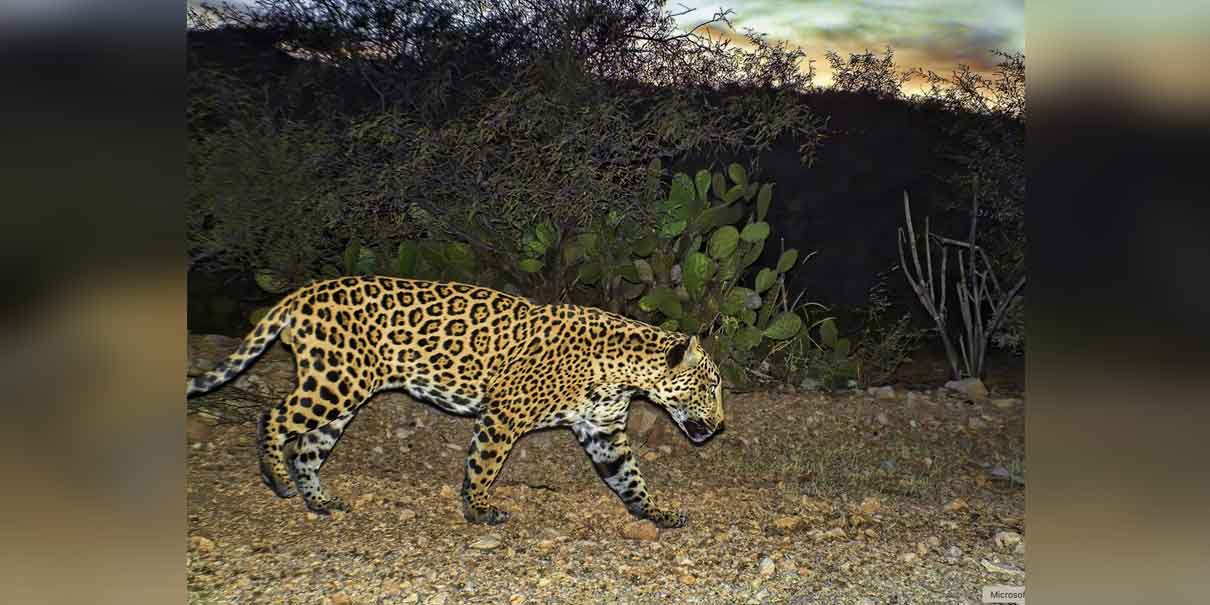 AJEMEX y Naturalia A.C. generan alianza por la conservación del jaguar y la biodiversidad
