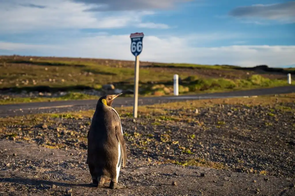 ¿Venganza por los aranceles? Pingüino causa accidente de helicóptero