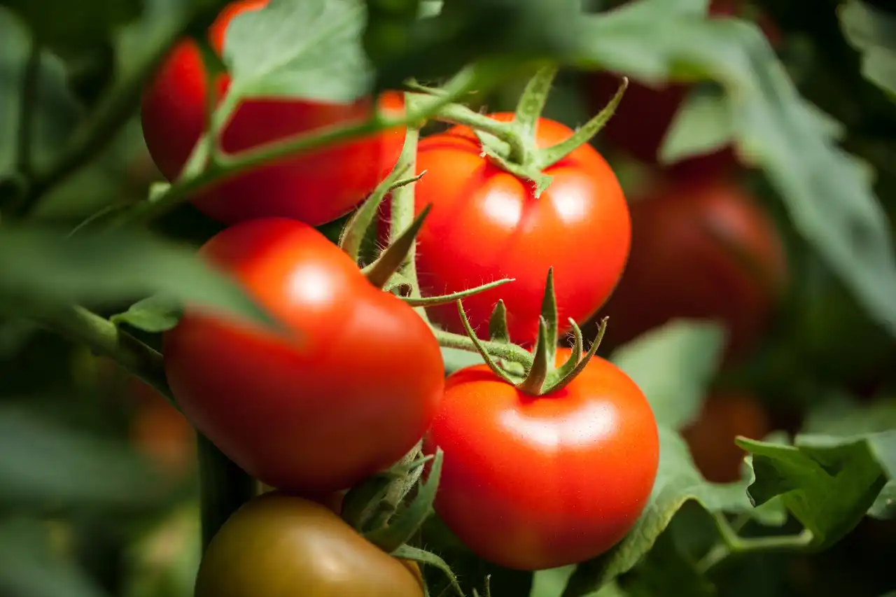 ‘Les saldrá más cara la ensalada’, Estados Unidos se va contra el tomate mexicano